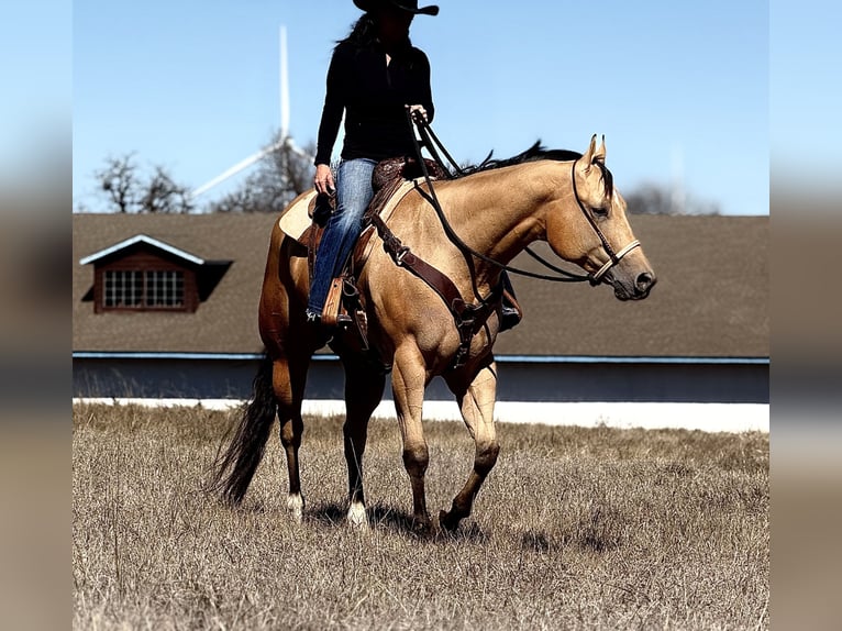 Caballo cuarto de milla Caballo castrado 4 años 170 cm Buckskin/Bayo in Weatherford, TX