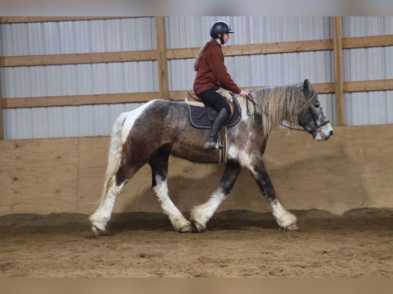 Caballo cuarto de milla Caballo castrado 4 años 175 cm Tobiano-todas las-capas in Howell MI