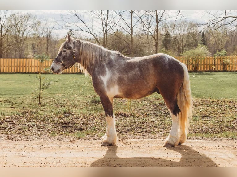 Caballo cuarto de milla Caballo castrado 4 años 175 cm Tobiano-todas las-capas in Howell MI