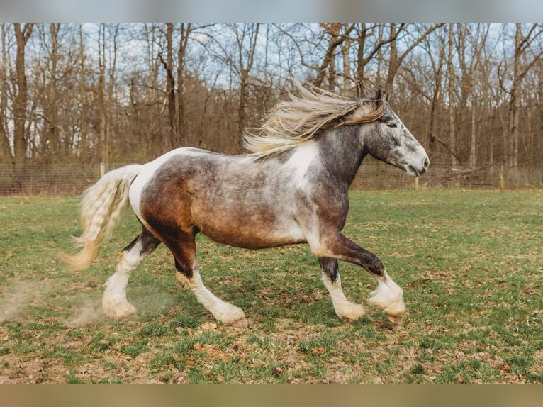 Caballo cuarto de milla Caballo castrado 4 años 175 cm Tobiano-todas las-capas in Howell MI