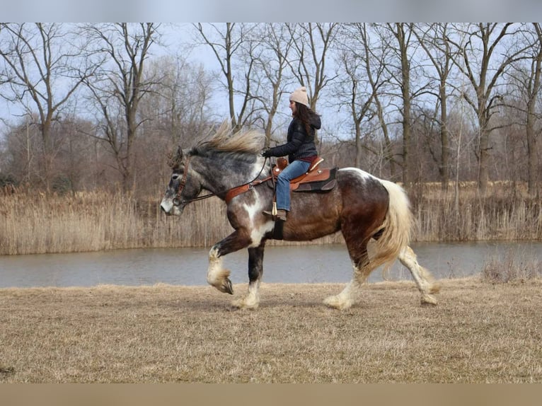 Caballo cuarto de milla Caballo castrado 4 años 175 cm Tobiano-todas las-capas in Howell MI