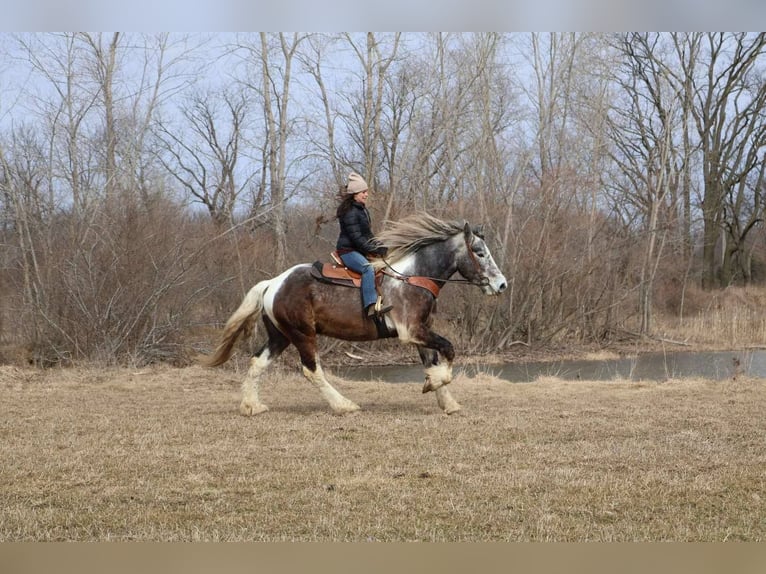 Caballo cuarto de milla Caballo castrado 4 años 175 cm Tobiano-todas las-capas in Howell MI