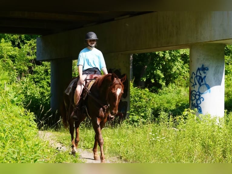 Caballo cuarto de milla Caballo castrado 4 años Alazán rojizo in Clover