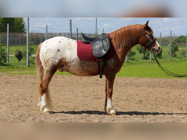 Caballo cuarto de milla Mestizo Caballo castrado 4 años Alazán rojizo in Shipshewana
