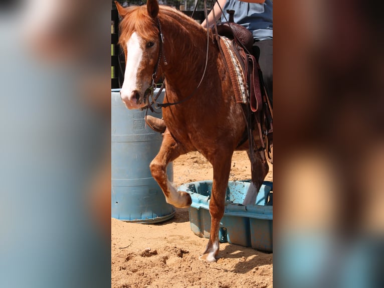Caballo cuarto de milla Mestizo Caballo castrado 4 años Alazán rojizo in Shipshewana