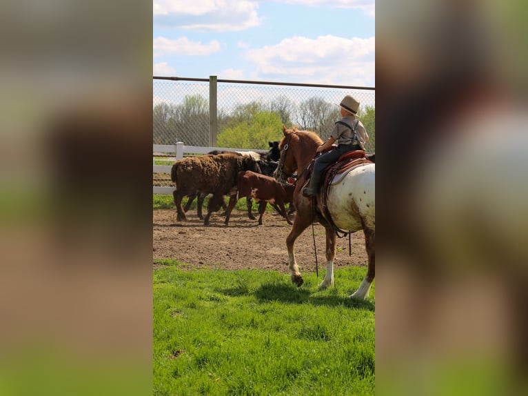 Caballo cuarto de milla Mestizo Caballo castrado 4 años Alazán rojizo in Shipshewana