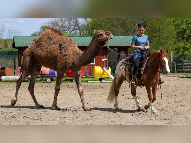 Caballo cuarto de milla Mestizo Caballo castrado 4 años Alazán rojizo in Shipshewana