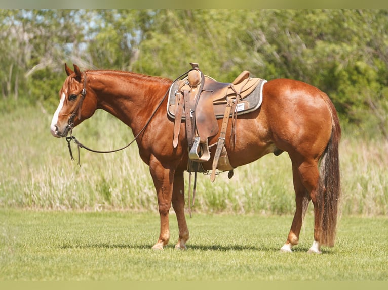 Caballo cuarto de milla Caballo castrado 4 años Alazán rojizo in Rexburg