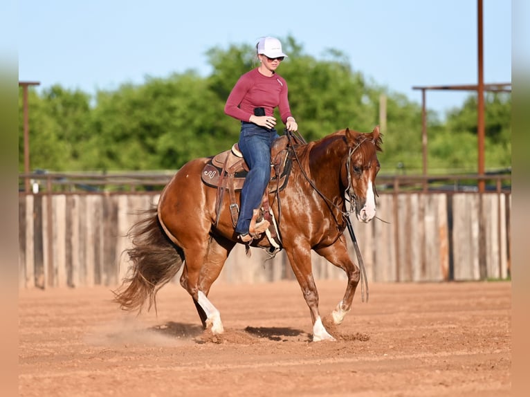 Caballo cuarto de milla Caballo castrado 4 años Alazán rojizo in Waco