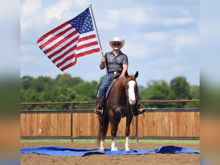 Caballo cuarto de milla Caballo castrado 4 años Alazán rojizo in Buffalo