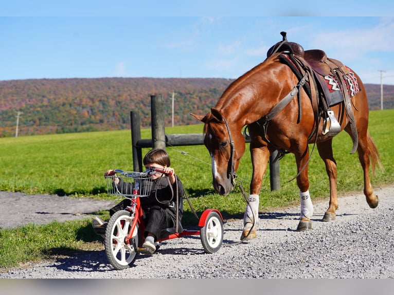 Caballo cuarto de milla Caballo castrado 4 años Alazán rojizo in Rebersburg