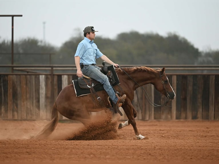 Caballo cuarto de milla Caballo castrado 4 años Alazán rojizo in Waco
