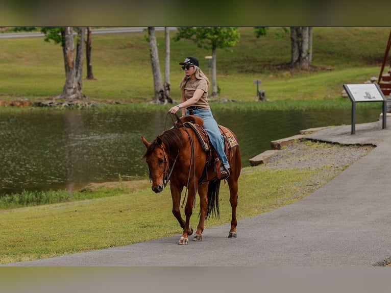 Caballo cuarto de milla Caballo castrado 4 años Alazán rojizo in Quitman, AR
