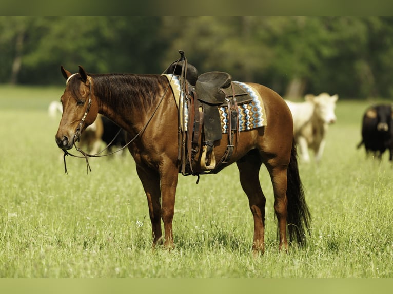 Caballo cuarto de milla Caballo castrado 4 años Alazán rojizo in Quitman, AR