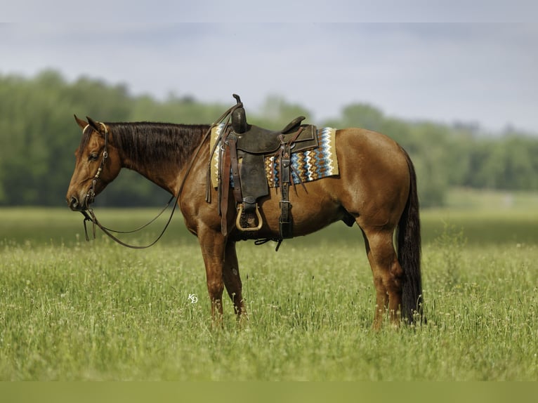Caballo cuarto de milla Caballo castrado 4 años Alazán rojizo in Quitman, AR
