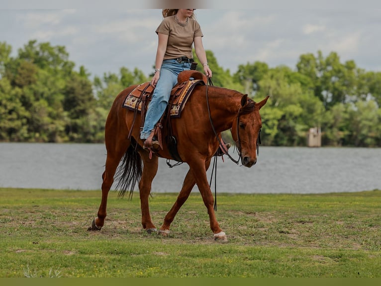 Caballo cuarto de milla Caballo castrado 4 años Alazán rojizo in Quitman, AR