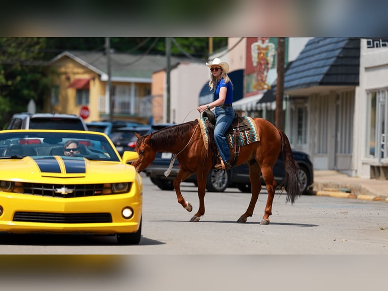 Caballo cuarto de milla Caballo castrado 4 años Alazán rojizo in Quitman, AR