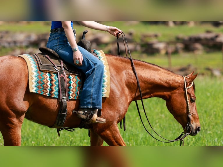 Caballo cuarto de milla Caballo castrado 4 años Alazán rojizo in Quitman, AR
