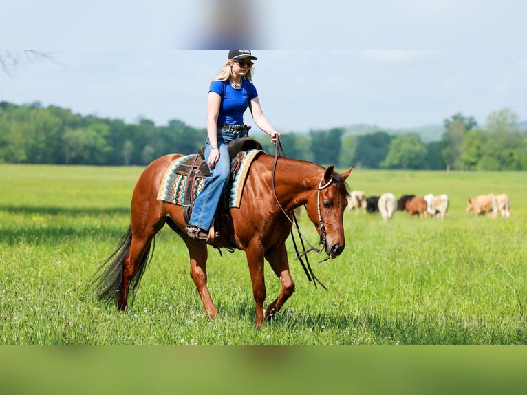 Caballo cuarto de milla Caballo castrado 4 años Alazán rojizo in Quitman, AR