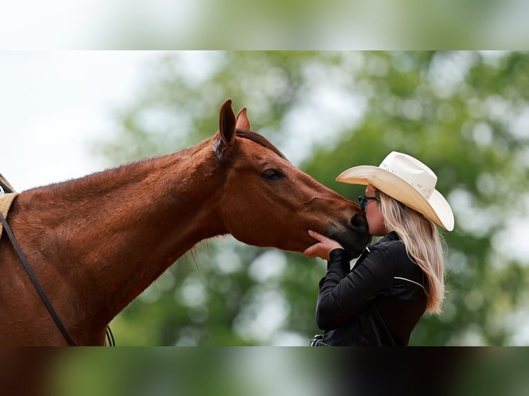 Caballo cuarto de milla Caballo castrado 4 años Alazán rojizo in Quitman, AR