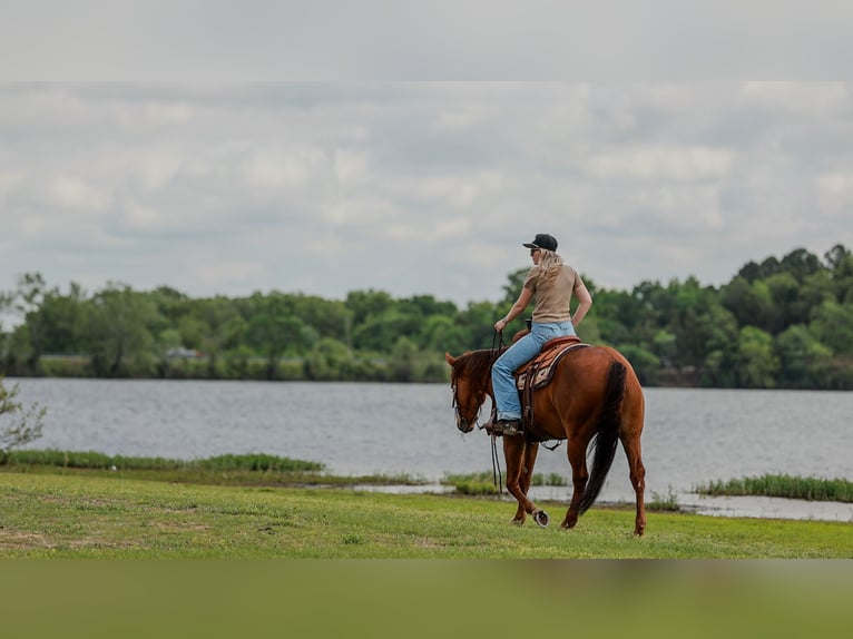 Caballo cuarto de milla Caballo castrado 4 años Alazán rojizo in Quitman, AR