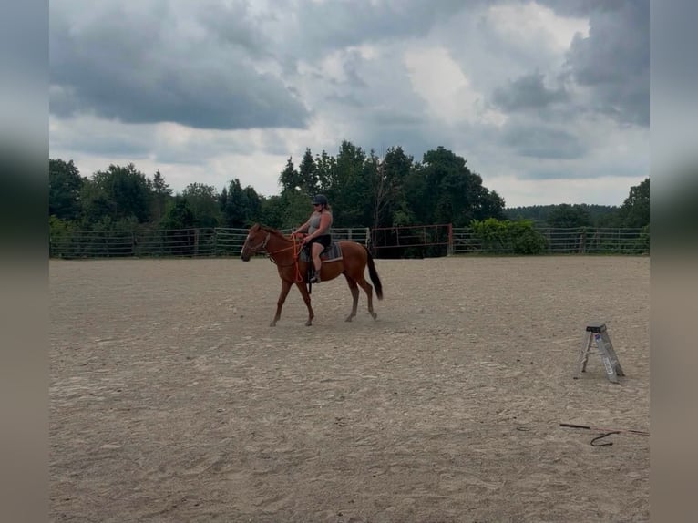 Caballo cuarto de milla Mestizo Caballo castrado 4 años Alazán-tostado in Charlton