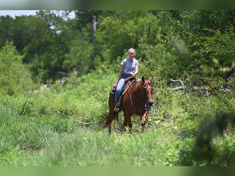 Caballo cuarto de milla Caballo castrado 4 años Alazán-tostado in Waco