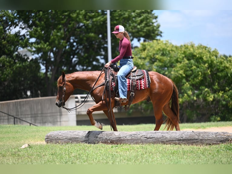 Caballo cuarto de milla Caballo castrado 4 años Alazán-tostado in Waco