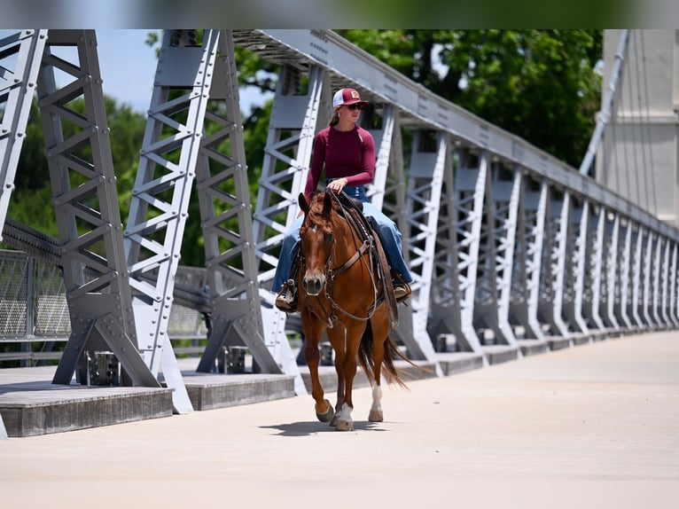 Caballo cuarto de milla Caballo castrado 4 años Alazán-tostado in Waco