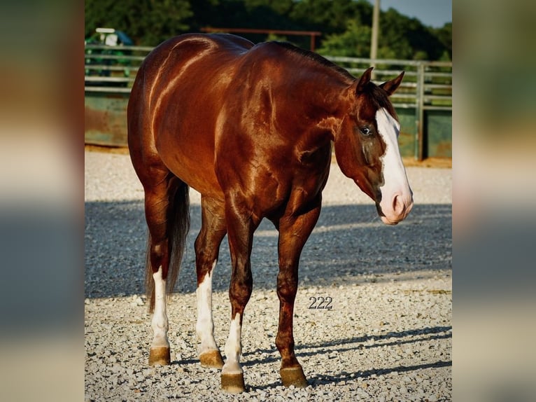 Caballo cuarto de milla Caballo castrado 4 años Alazán-tostado in Cisco