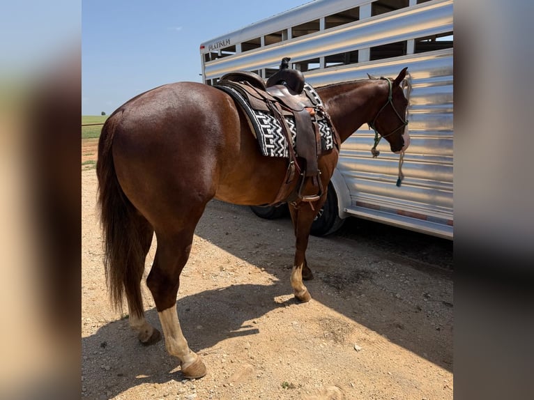 Caballo cuarto de milla Caballo castrado 4 años Alazán-tostado in Cisco