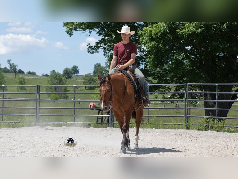 Caballo cuarto de milla Caballo castrado 4 años Bayo in Fredericksburg
