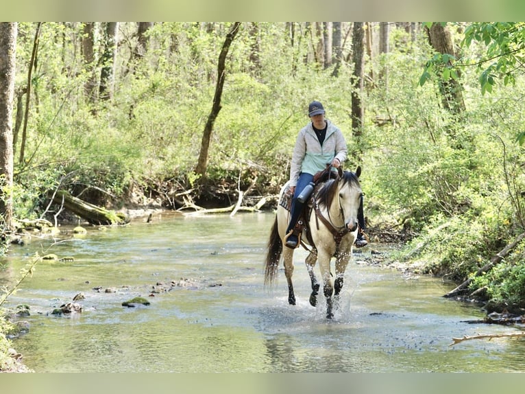 Caballo cuarto de milla Caballo castrado 4 años Buckskin/Bayo in Rineyville