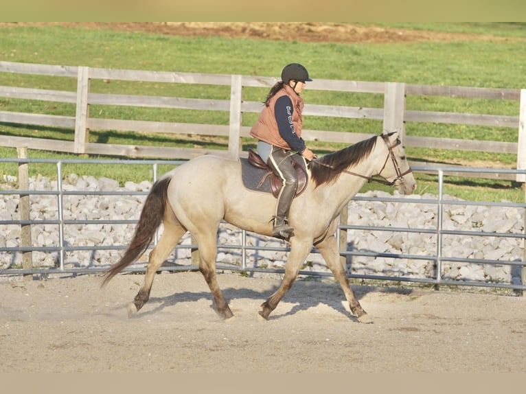Caballo cuarto de milla Caballo castrado 4 años Buckskin/Bayo in Rineyville