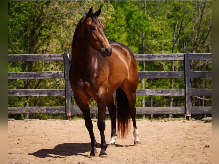 Caballo cuarto de milla Caballo castrado 4 años Buckskin/Bayo in Clover