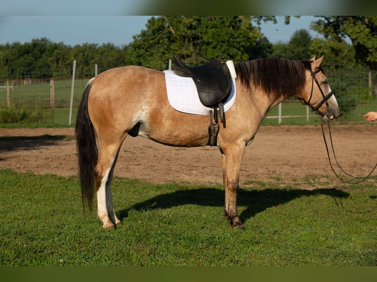 Caballo cuarto de milla Mestizo Caballo castrado 4 años Buckskin/Bayo in Shipshewana