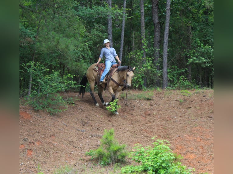 Caballo cuarto de milla Caballo castrado 4 años Buckskin/Bayo in Rusk