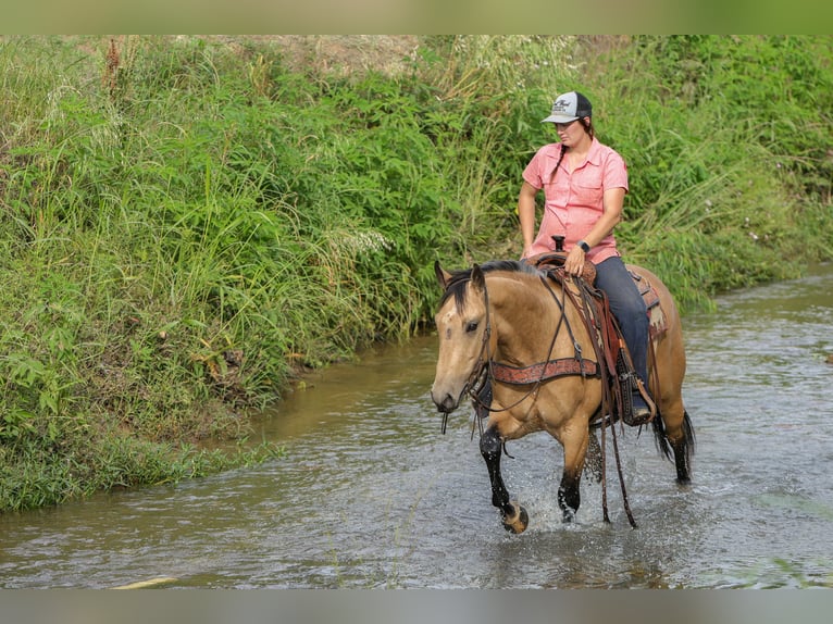 Caballo cuarto de milla Caballo castrado 4 años Buckskin/Bayo in Rusk