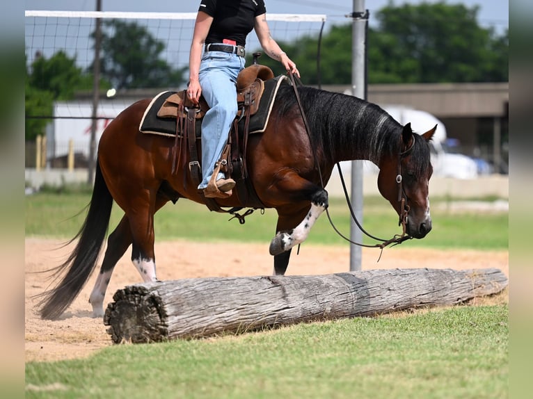Caballo cuarto de milla Caballo castrado 4 años Castaño rojizo in Waco