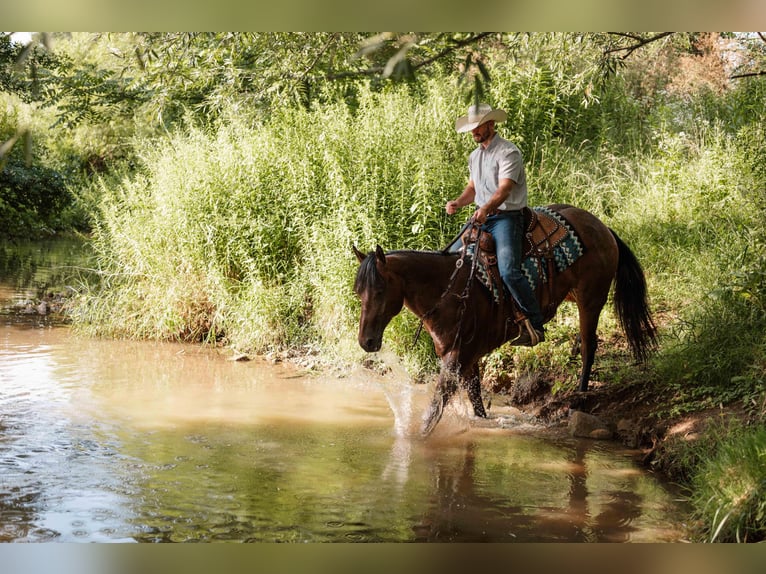 Caballo cuarto de milla Caballo castrado 4 años Castaño-ruano in Orrville