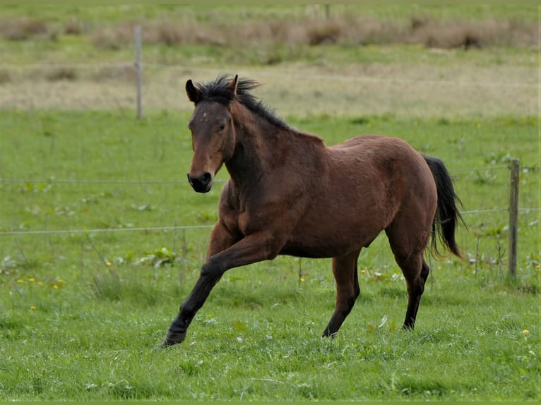 Caballo cuarto de milla Caballo castrado 4 años Castaño in Biberach an der Riß