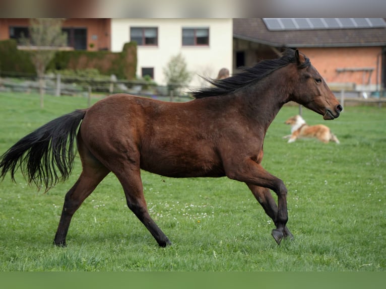 Caballo cuarto de milla Caballo castrado 4 años Castaño in Biberach an der Riß