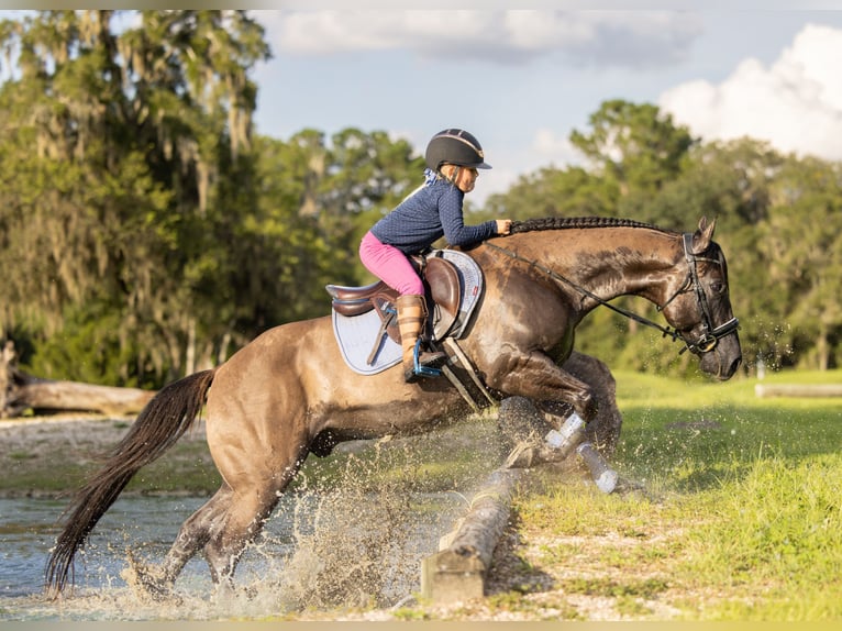 Caballo cuarto de milla Mestizo Caballo castrado 4 años Grullo in Ocala