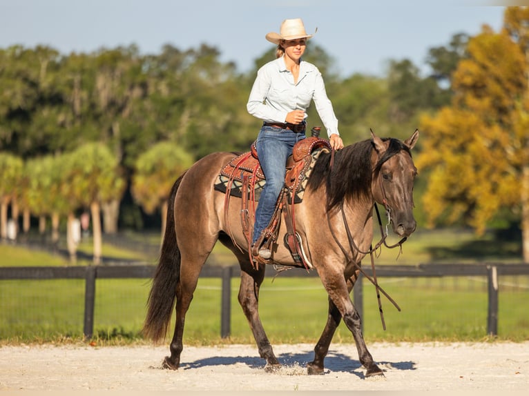 Caballo cuarto de milla Mestizo Caballo castrado 4 años Grullo in Ocala