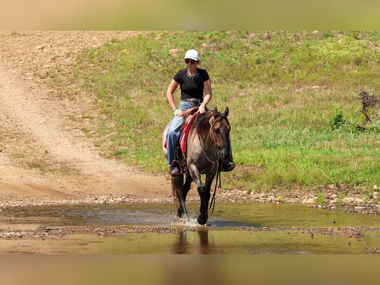 Caballo cuarto de milla Caballo castrado 4 años Grullo in Quitman