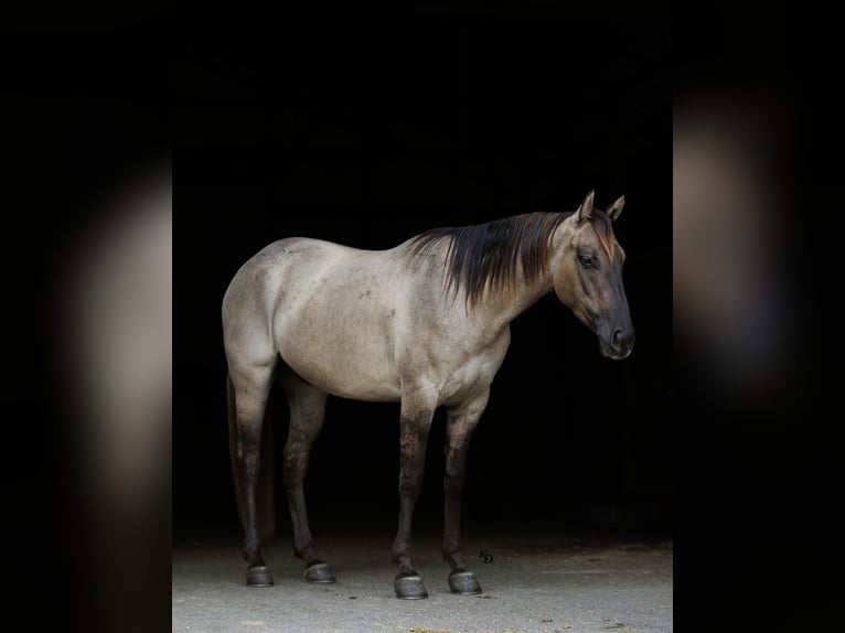 Caballo cuarto de milla Caballo castrado 4 años Grullo in Quitman