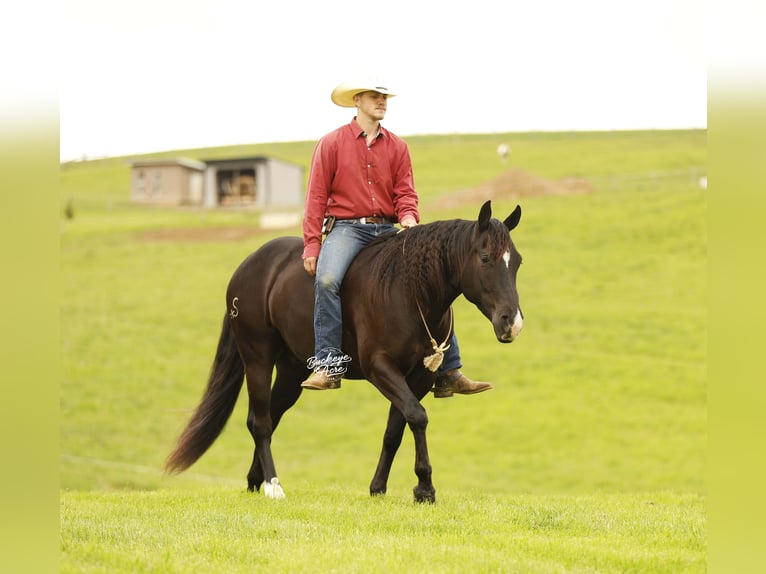 Caballo cuarto de milla Caballo castrado 4 años Negro in Millersburg