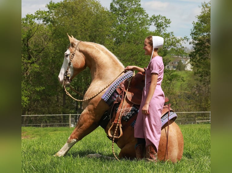 Caballo cuarto de milla Caballo castrado 4 años Palomino in Millersburg