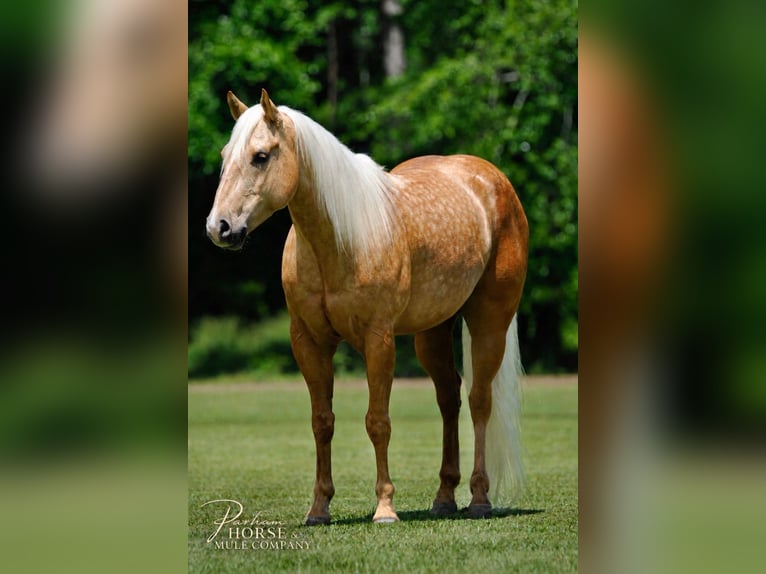 Caballo cuarto de milla Caballo castrado 4 años Palomino in Amory, MS