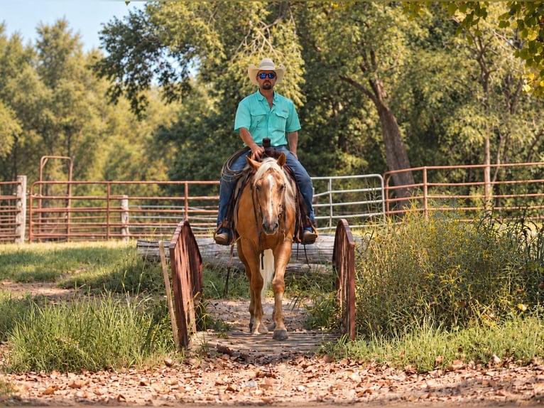 Caballo cuarto de milla Caballo castrado 4 años Palomino in Independence